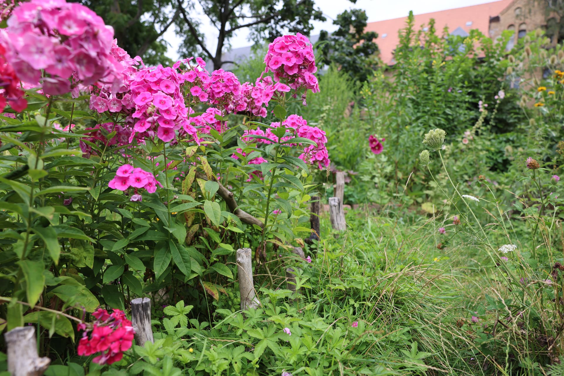 A lush garden with bright pink flowers